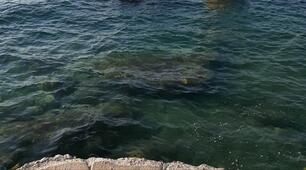 Чудернацькі водорості