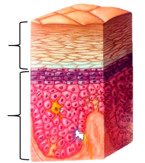 0401kext-f026-297x334.png