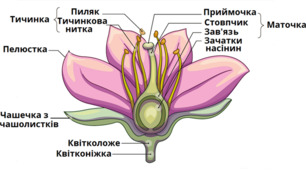  Будова квітки
