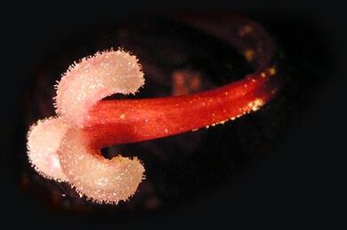 0401kgo7-5755-390x259.jpg