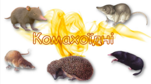 Презентація " Ряд Комахоїдних "