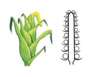 0401khsk-c436-302x252.png