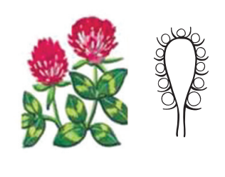 0401khu0-cf8e-316x248.png