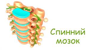 (Копія) Спинний мозок людини