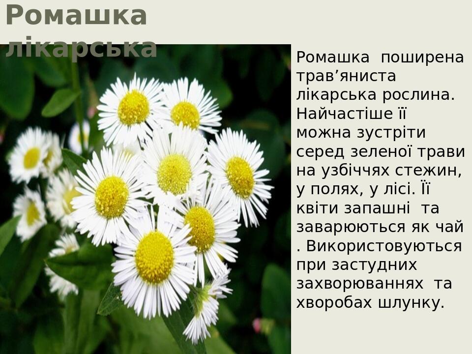 Лікарські рослини рідного краю. ЯДС 2 клас | Конспект. ЯДС