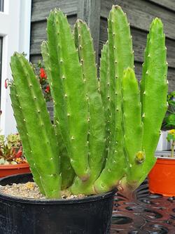 Stapelia grandiflora | Магазин кактусов "Кактус Київ"