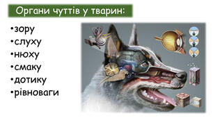 7 клас Органи чуття у тварин, та їх значення