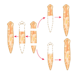 0401l1kk-6a4b-259x238.png