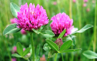 Кінський Trifolium: конюшина – цінна харчова і кормова рослина |