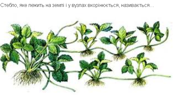 0401l8ts-cb1d-556x302.png