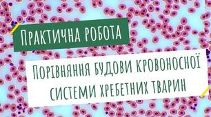 Пр. робота №4 Порівняння будови кровоносної системи хребетних тварин