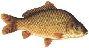 Види коропів - Rivnefish
