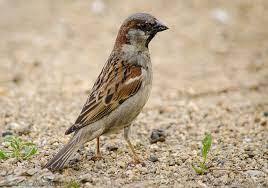 Горобець хатній (Passer domesticus). Птахи України.