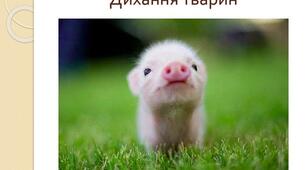 Дихання, травлення тварин