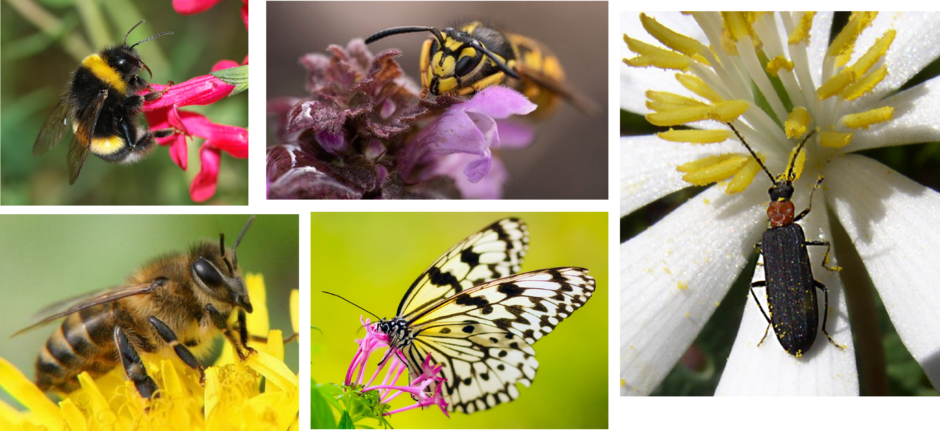 0401lipy-0caa-940x431.png