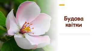 Будова квіток