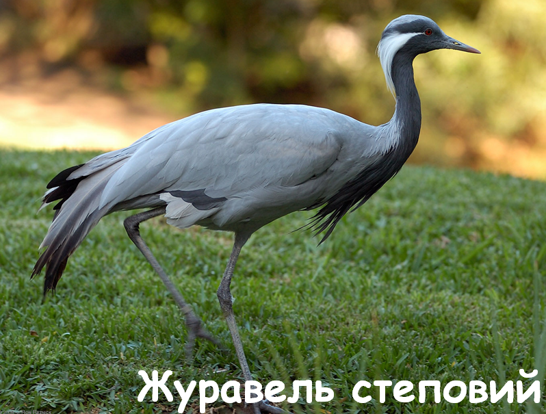0401lo0t-13d9-798x605.png
