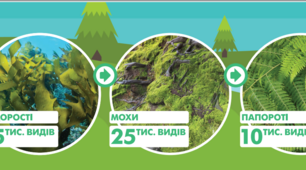 Різноманітний світ рослин