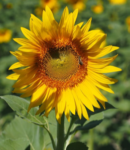 0401lr42-a473-259x300.png