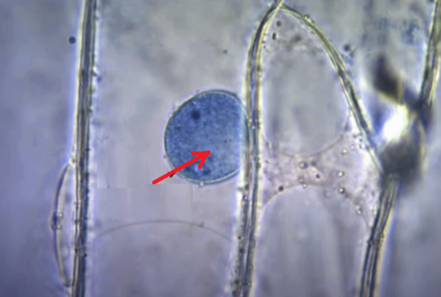 0401lraj-1181-441x297.png