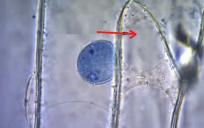0401lrgz-30b6-418x263.png
