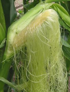 0401lrit-5d29-238x315.jpg