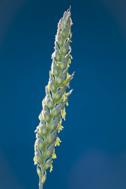 0401lrjc-5cc1-249x373.png