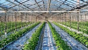 В Україні 40% теплиць зупинили роботу через війну
