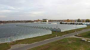 Великий тепличний комбінат переїжджає з Київщини на Рівненщину — AgroPortal.ua