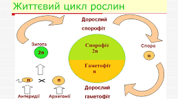 Поняття про життєвий цикл  рослин