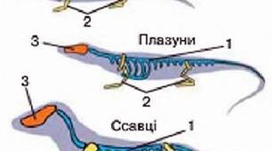 (Копія) Опорно-рухова система тварин