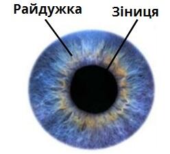 Зіниця_райдужка.jpg