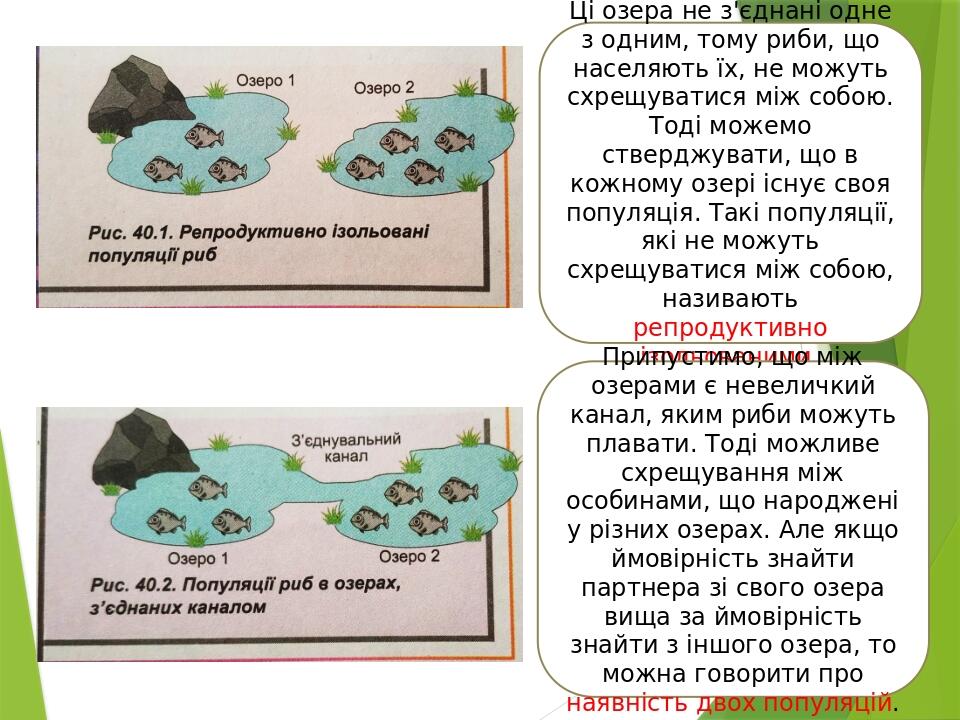 Ці озера не з'єднані одне з одним, тому риби, що населяють їх, не можуть схрещуватися між собою. Тоді можемо стверджувати, що в кожному озері існує...