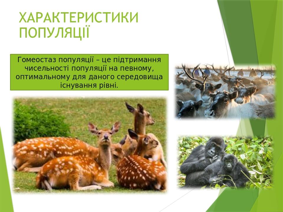 Гомеостаз популяції – це підтримання чисельності популяції на певному, оптимальному для даного середовища існування рівні.