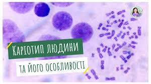 Каріотип людини та його особливості
