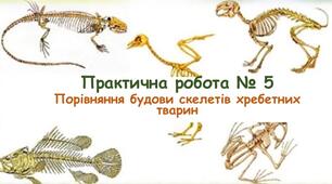 Практична робота №5 " Порівняння будови скелетів хребетних тварин"