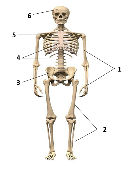 0401mn6j-473f-425x552.png