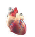 0401n1wy-52ed-122x129.png