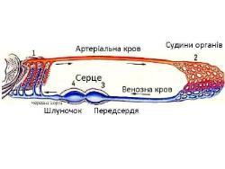 0401n6dm-088c-250x188.jpg