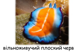 0401n6tw-5c34-270x190.png