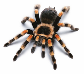 0401n6ud-1d28-278x245.png