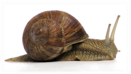 0401n6uj-7af2-270x154.png