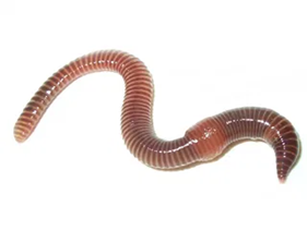 0401n71e-cfe1-303x228.png