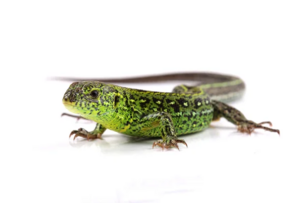 0401n720-30f2-305x203.png