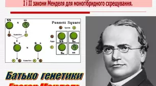 Закони Менделя