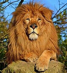0401na7d-30f9-220x240.jpg