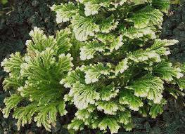 Selaginella - Selaginellaceae - Como curar y cultivar vuestra Selaginella
