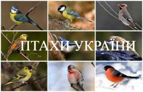 Вікторина 'Птахи України' | UkrErudyt