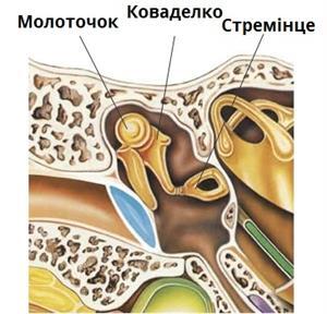 кісточки_вуха.jpg
