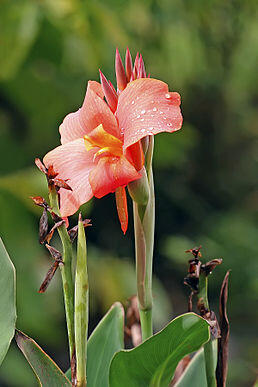 0401niup-ffdb-258x387.jpg